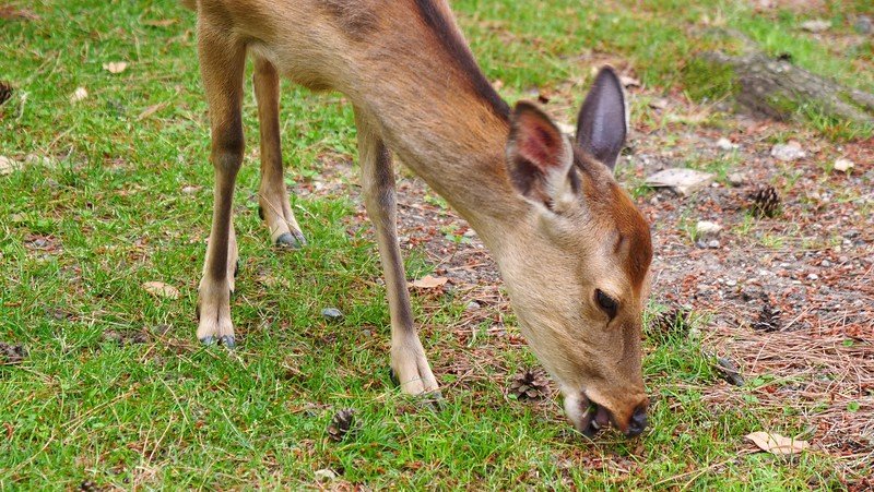 The deer of Nara roam freely throughout the city eating bits of food on the grass in Japan The deer of Nara roam freely throughout the city eating bits of food on the grass in Japan