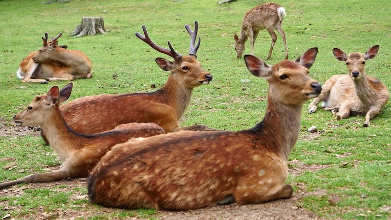 The famous deer of Nara, Japan as a popular day trip from Osaka, Japan 