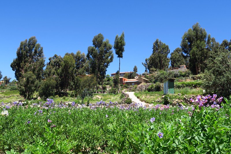 The island of Amantani with beautiful natural flowers and trees offering stunning natural views in Peru visiting Lake Titicaca 