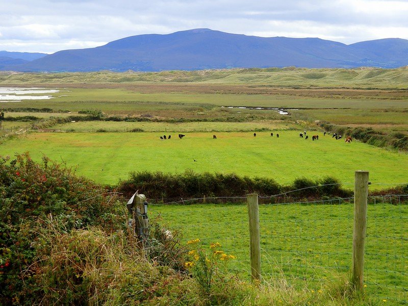 The landscapes of Dingle Peninsula while on our Ireland road trip with rural fence views, farm animals off in the distance and mountain backdrop