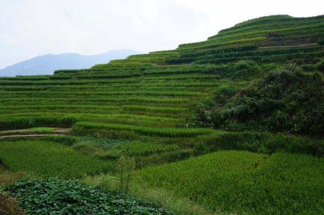 The Longji rice terraces in Guangxi, China with an impressive verdant green