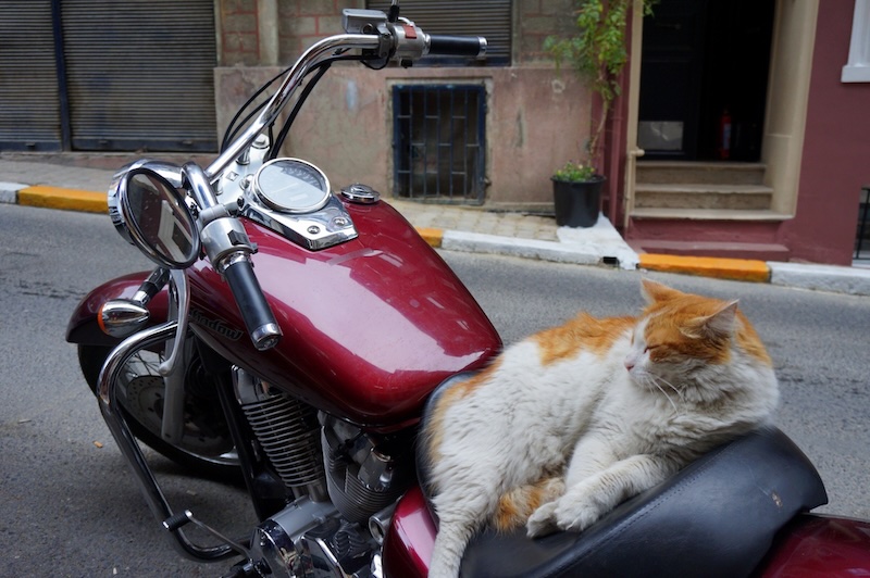 The most comfortable stray cat in all of Instabul, Turkey relaxing on a motorcycle 
