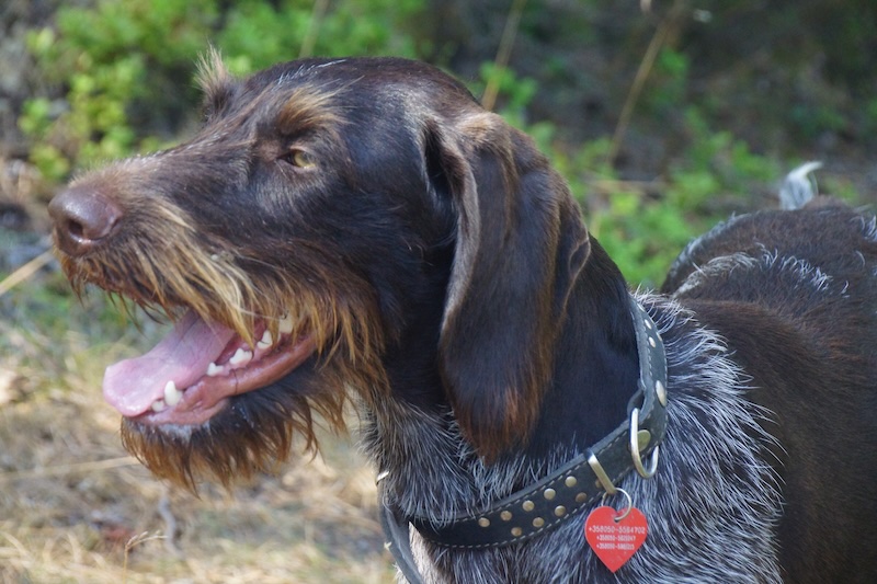 The most happy dog we ever encountered in Finland 