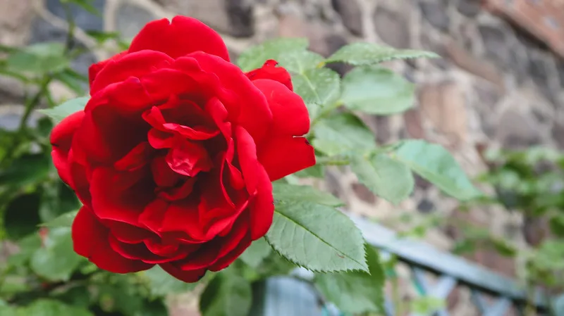 The rose garden at Malbork Castle macro details of a beautiful red rose