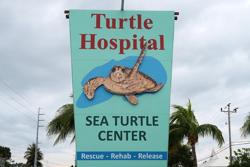 The Sea Turtle Hospital and Sea Turtle Center for rescue, rehab and release spotted while visiting the Florida Keys