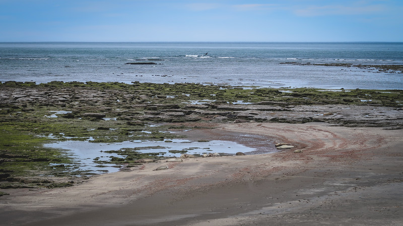 The shores of Punta Delgada are rugged and barren and ever so Patagonian 