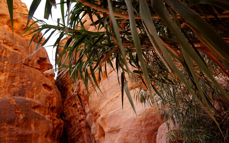 The SIQ in Petra, Jordan is full of lush vegetation in the foreground and imposing natural landscapes in the background offering a distinct contrast 