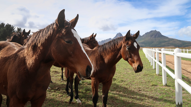 The studs at Avontuur lined up horses posing with mountain views