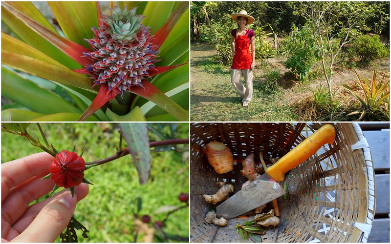 The Thai Farm Cooking School in Chiang Mai, Thailand picking local fresh ingredients from the farm directly
