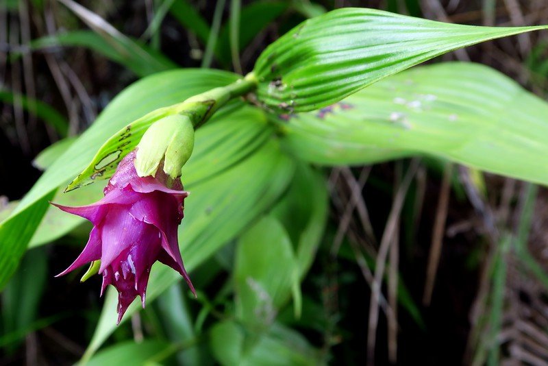 The vegetation on the Inca Trail to Machu Picchu is impressive as it is diverse in Peru