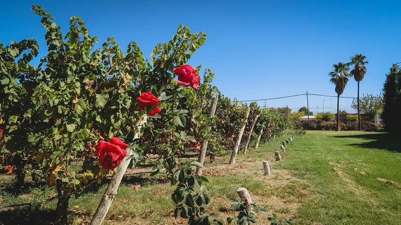 The vineyards at Bodegas Lopez during a sunny day in Mendoza