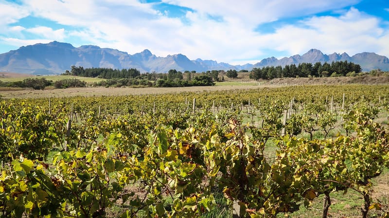 The vineyards at Spier Wine Farm in Stellenbosch with stunning mountain views in the background in South Africa 