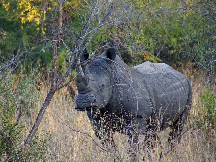 The White Rhino that spotted in Kruger National Park in South Africa to round out our big five wildlife experience with its stoic pose