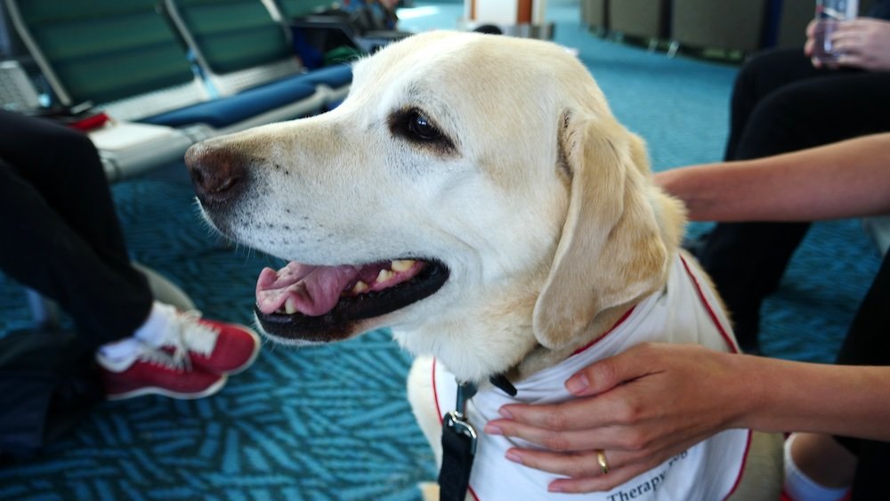 Therapy dog providing comfort to passengers flying from Canada to Japan 