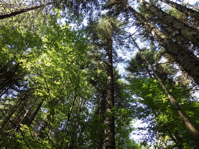 Thick dense trees hiking in Ceahlau National Park in Romania 