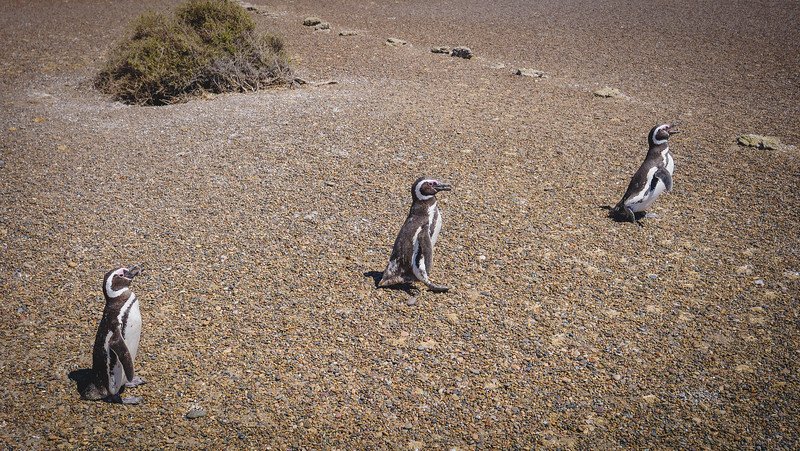 Three Magellanic penguins waddle across the pebbled landscape at Estancia San Lorenzo on Península Valdés, Patagonia, Argentina. The wide open terrain and scattered vegetation highlight the natural habitat of these charismatic seabirds