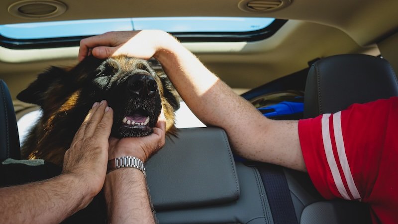 Togo the German Shepherd enjoying affectionate pats and scritches from passengers in the backseat of the car, basking in love during our Canadian Rockies road trip adventure