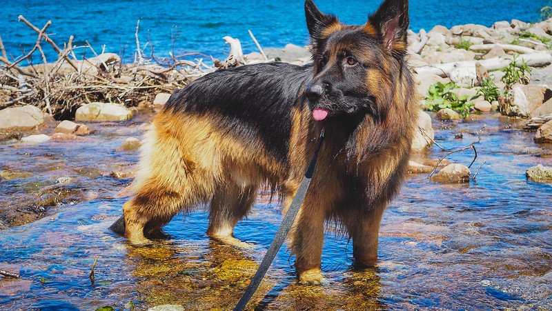 German Shepherd named Togo cools off by standing in a shallow rocky stream that flows into the ocean, enjoying a sunny summer day in Cape Breton Highlands National Park, which is a dog-friendly stop along the scenic Cabot Trail in Nova Scotia