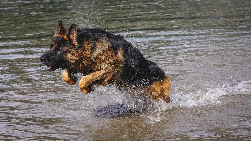 Togo the German Shepherd leaping energetically through the shallow waters of a lake in the Canadian Rockies, splashing water droplets midair during a fun swimming session on our road trip adventure