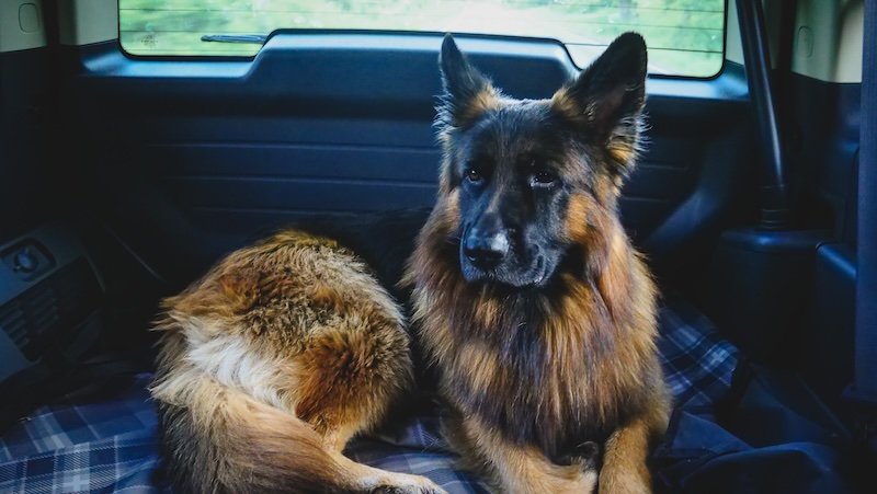 German Shepherd named Togo rests comfortably in the back of a vehicle during a scenic road trip along the Cabot Trail in Cape Breton, Nova Scotia, ready to explore the dog-friendly trails of Cape Breton Highlands National Park