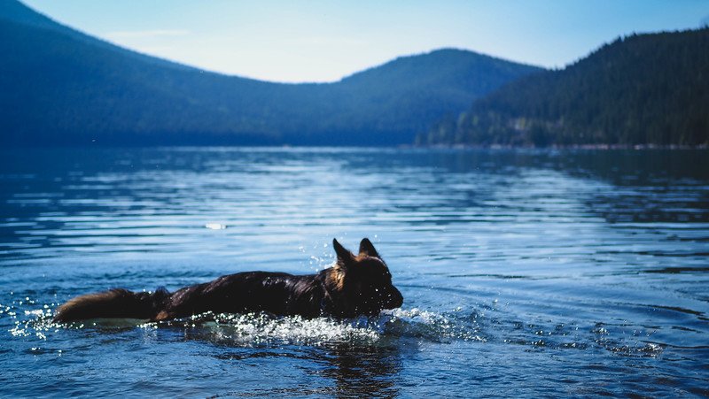 Togo the German Shepherd swimming through the calm blue waters of Lake Minnewanka surrounded by forested mountain slopes on a sunny day during our Canadian Rockies road trip