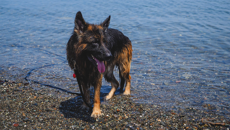 Togo having a splash at the beach in a stop at the beach in St. Andrews on our New Brunswick dog friendly road trip in Canada 