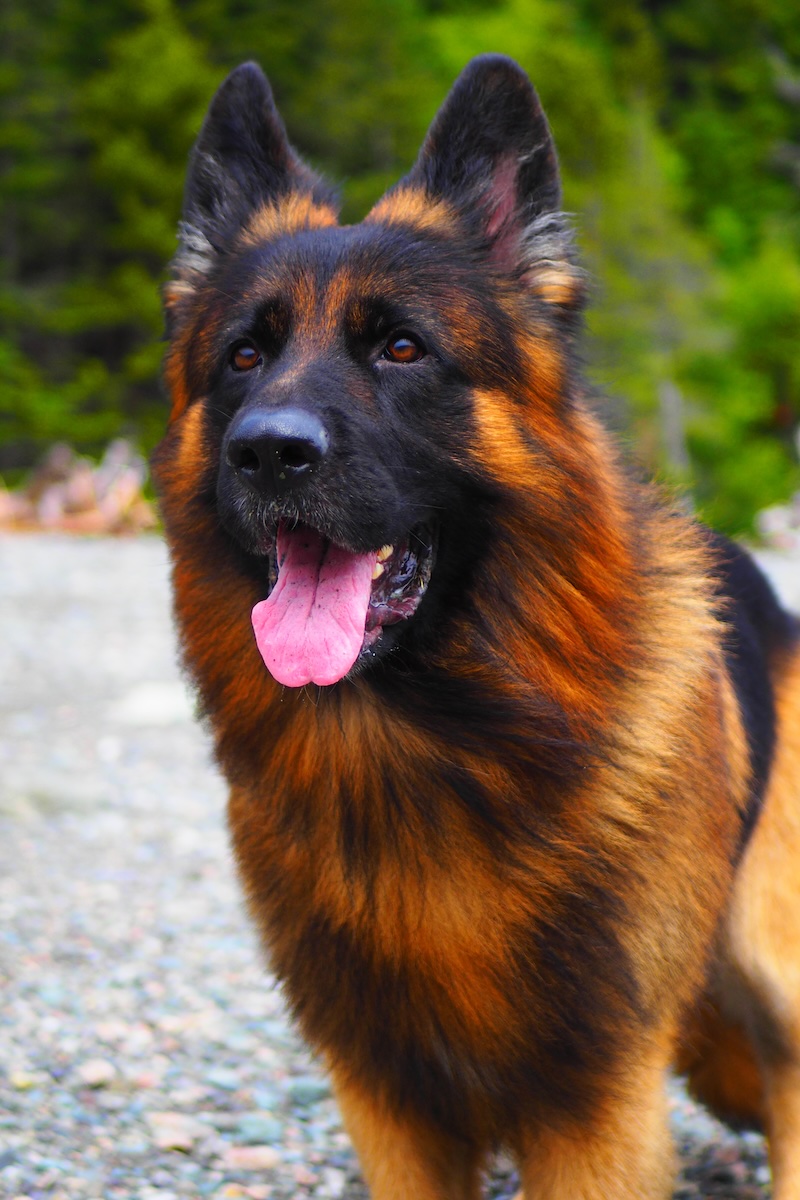 Togo the German Shepherd enjoying the road trip in New Brunswick 