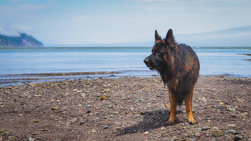 Togo the German Shepherd swimming in Herring Cove Beach in Fundy National Park in New Brunswick all wet and happy as a clam