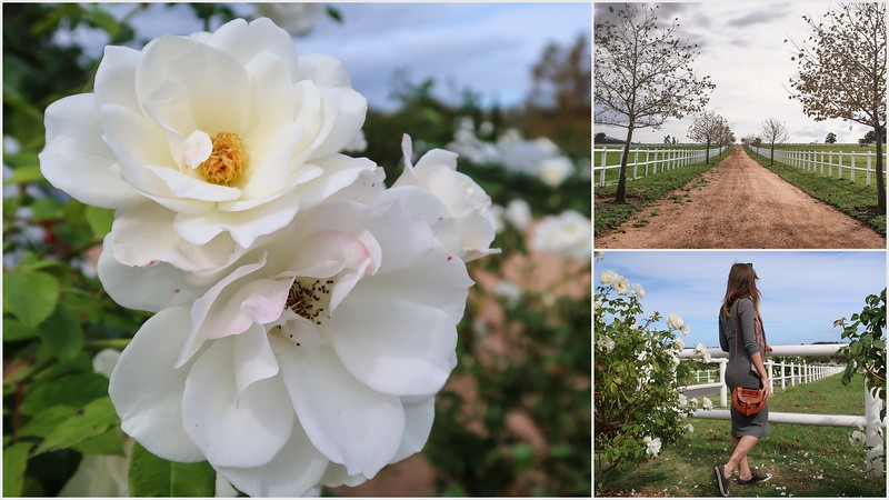 Touring Avontuur Estate in Stellenbosch with macro details of the white flowers, pathways and Audrey Bergner That Backpacker posing