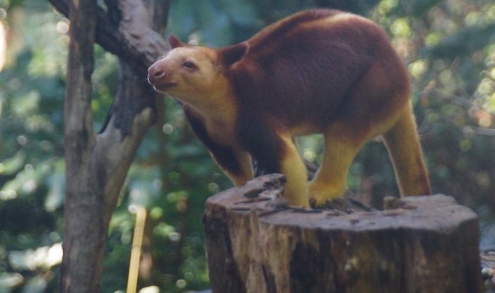 A Tree kangaroo perched on a tree stump surrounded by lush greenery at Currumbin Wildlife Sanctuary on the Gold Coast, Australia, showcasing its reddish-brown fur and agile climbing stance
