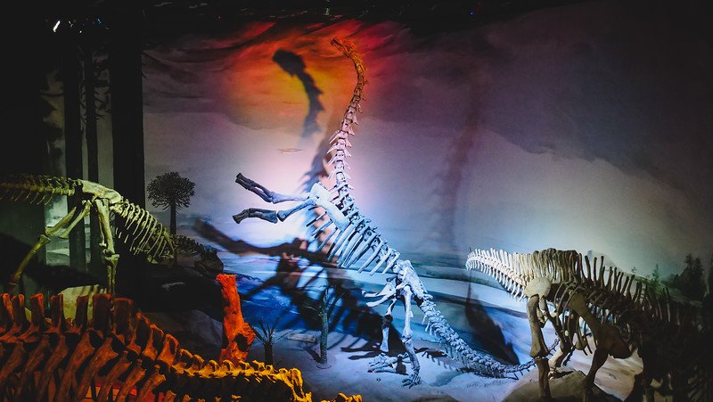 Dinosaur skeleton exhibit on display at the Museum of Paleontology in Trelew, a fascinating day trip from Puerto Madryn, Argentina