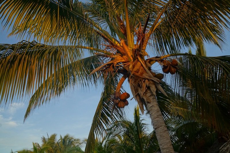 Golden sunlight illuminates the swaying fronds and clusters of coconuts on a tall palm tree at Cayo Santa María, Cuba, capturing the tropical island vibes during a romantic honeymoon escape