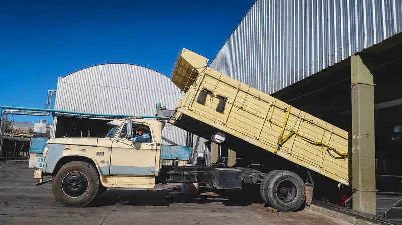 Trucks full of grapes arriving at Bodegas Lopez in Mendoza being dumped out of the back