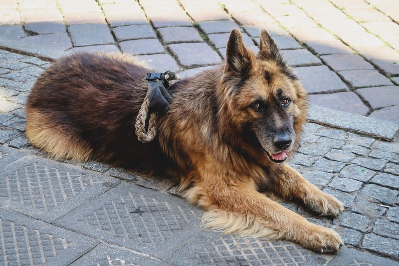 Trying to befriend a long-haired German Shepherd sitting down on the sidewalk in Poznan, Poland Trying to befriend a long-haired German Shepherd sitting down on the sidewalk in Poznan, Poland