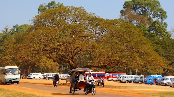 Tuk-tuk carrying passengers along a tree-lined road near the Temples of Angkor in Cambodia, with tour buses and vans parked under sprawling ancient trees, highlighting a popular transportation option for temple visitors