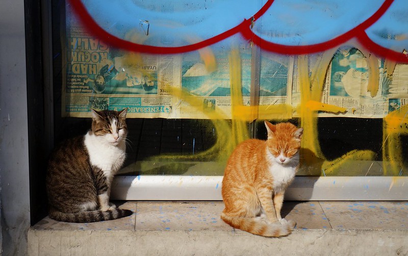 Two cats sleeping together in Istanbul, Turkey one white and giner and the other with cute stripes Two cats sleeping together in Istanbul, Turkey one white and giner and the other with cute stripes