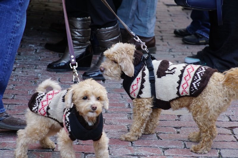 Two cute dogs wearing the same Christmas sweaters at the Toronto Christmas Market 