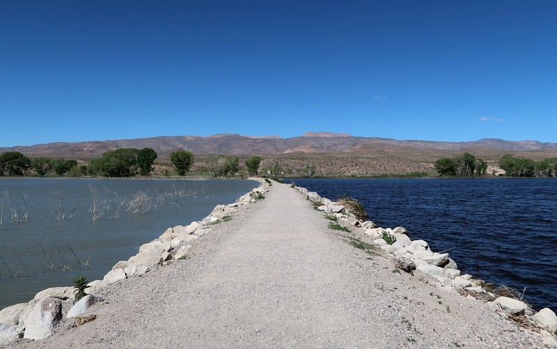 Two lakes with different colours at Pahranagat National Wildlife Refuge  in the state of Nevada 