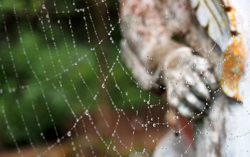 Unique spiderweb at a temple in Chiang Mai, Thailand 