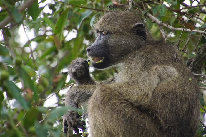 Use a telephoto lens to capture wildlife whilst on safari in Kruger National Park in South Africa 