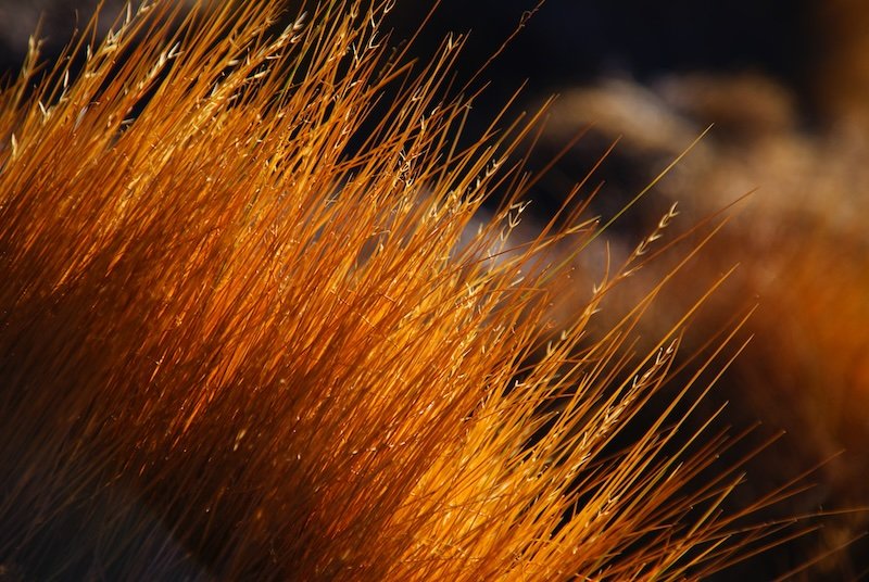 Golden desert grass glowing in the sunlight, close-up macro detail from the Atacama Desert’s Valley of the Moon, Chile