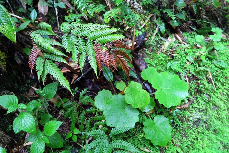Vegetation on the Inca Trail in all of its lush green glory in Peru
