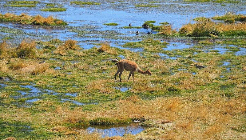 Vicuña grazing in a high-altitude wetland surrounded by birds and marsh vegetation in the Atacama Desert, Chile
