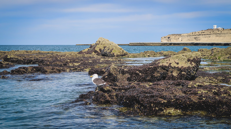 Views from the boat tour on Peninsula Valdes which included rocky coastal geography and seagulls in Patagonia, Argentina