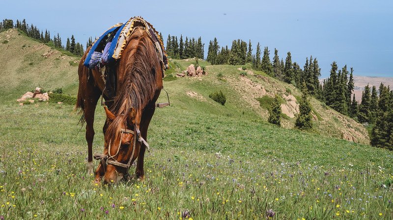 Views from the Shatyly day trek in Kyrgyzstan with horses grazing on a peaceful and calm day 