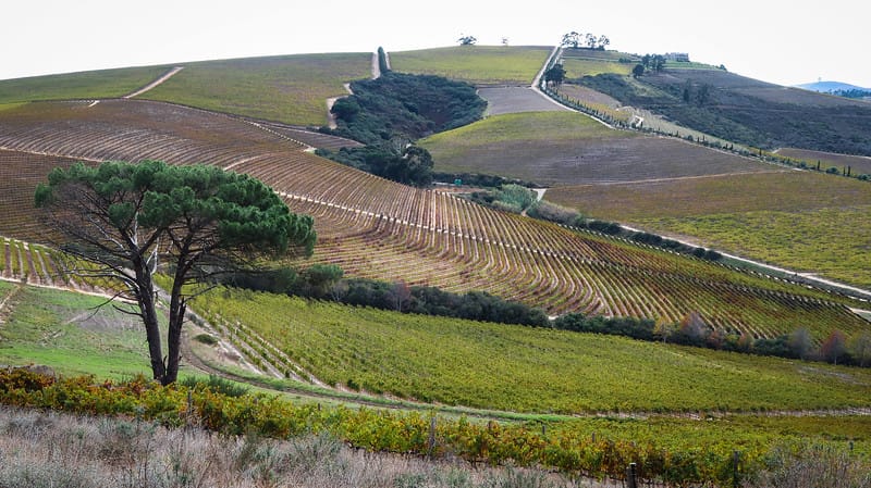Views of Jordan Wines in Stellenbosch, South Africa with trees and a beautiful vineyard