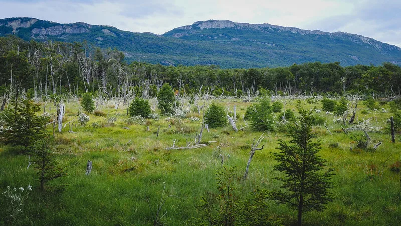 Views of subantarctic forest while hiking in Tierra del Fuego National Park in Argentina Views of subantarctic forest while hiking in Tierra del Fuego National Park in Argentina