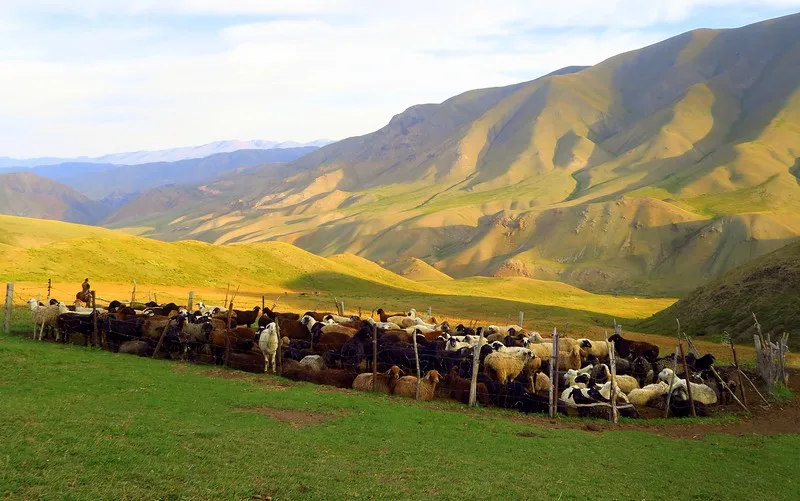Views outside of our yurt of farm animals and mountains in the background in Kyrgyzstan