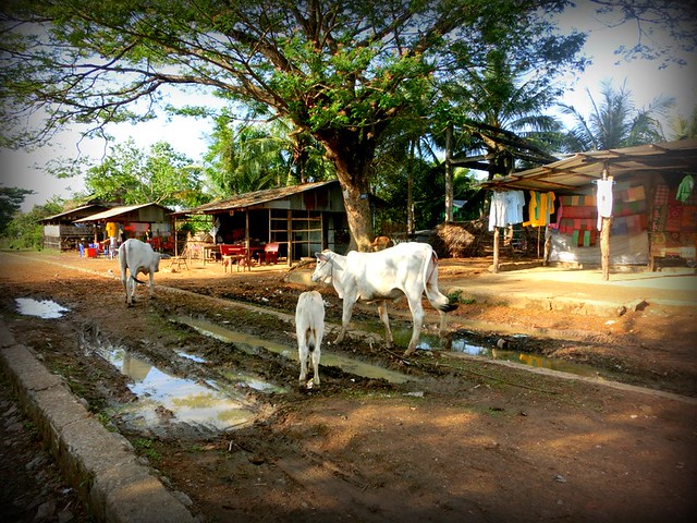 Village at the end of the bamboo train line in Battambang, Cambodia where we noticed farm animals and clothes for sale