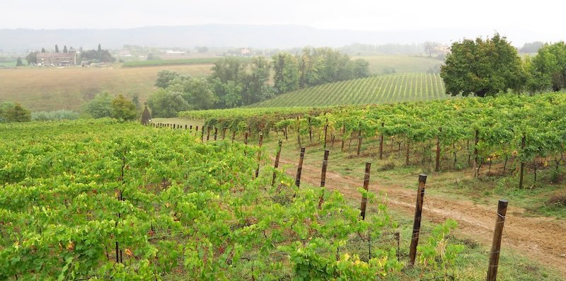 Scenic vineyard landscape in Emilia-Romagna, Italy, with rows of grapevines stretching across rolling hills under a misty sky, showcasing the region’s winemaking heritage, fertile countryside, and timeless appeal for food and wine travelers